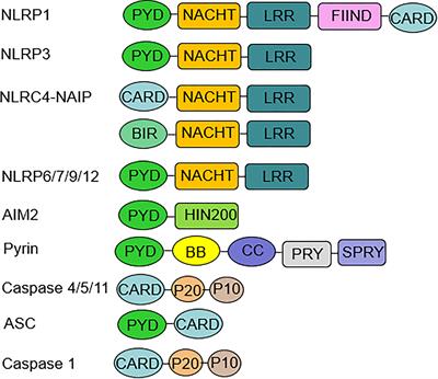 Inflammasome and Its Therapeutic Targeting in Rheumatoid Arthritis